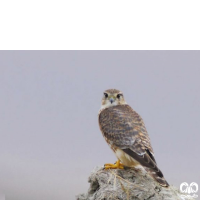 گونه ترمتای Merlin